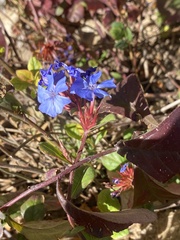 Ceratostigma