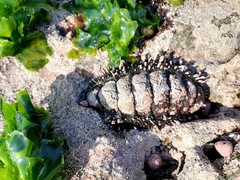 Acanthopleura echinata