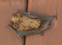 Pipistrellus kuhlii