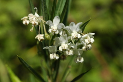 Gomphocarpus fruticosus