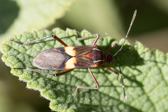 Hypselonotus interruptus