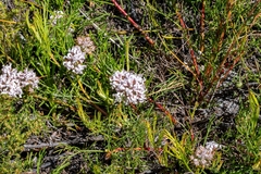 Serruria rubricaulis