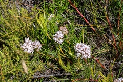 Serruria rubricaulis