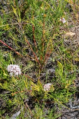 Serruria rubricaulis