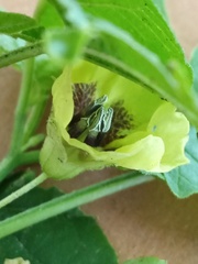 Physalis longifolia