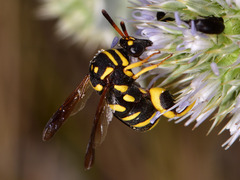 Leucospis gigas