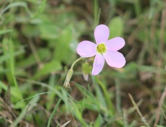 Oxalis drummondii