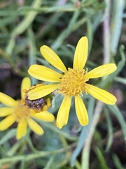 Senecio inaequidens