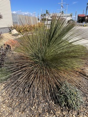 Juncus acutus