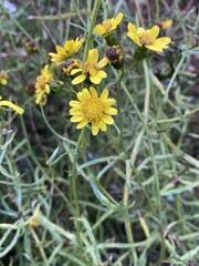 Senecio inaequidens