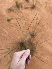 Paspalum paniculatum