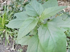Physalis longifolia