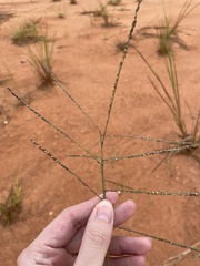 Paspalum paniculatum