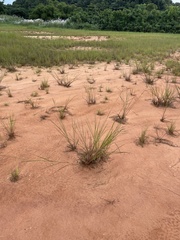 Paspalum paniculatum