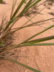 Paspalum paniculatum