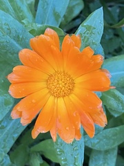 Calendula officinalis