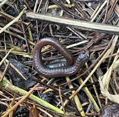 Batrachoseps attenuatus