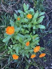 Calendula officinalis