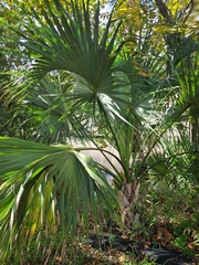 Sabal mexicana