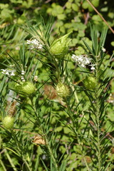 Gomphocarpus fruticosus