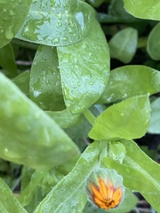 Calendula officinalis