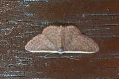 Idaea inversata