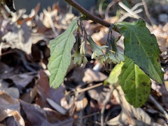 Nabalus serpentarius