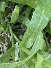 Calendula officinalis