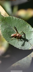 Polistes dorsalis