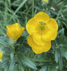 Ranunculus bulbosus