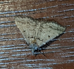 Dichromodes mesogonia