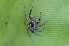 Asaphobelis physonychus