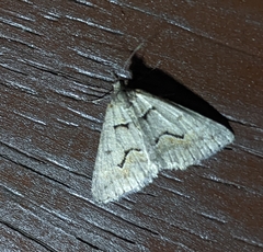 Dichromodes atrosignata