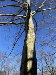 Platanus occidentalis