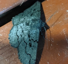 Melanodes anthracitaria