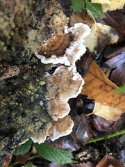 Trametes ochracea