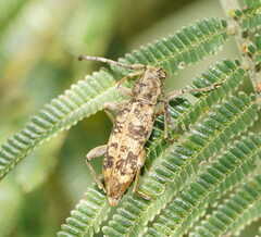 Pempsamacra dispersa