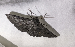 Melanodes anthracitaria