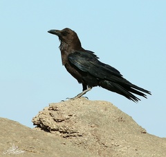 Corvus ruficollis