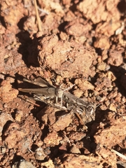 Calliptamus plebeius