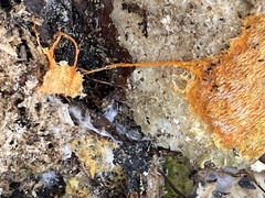 Hypomyces aurantius