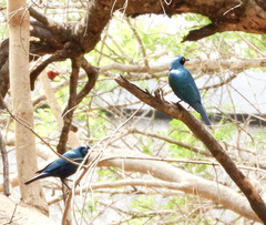 Lamprotornis chalybaeus
