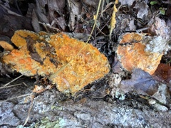 Hypomyces aurantius