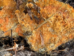 Hypomyces aurantius