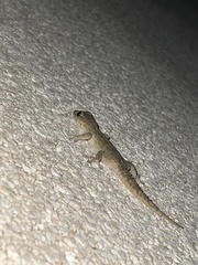 Tarentola angustimentalis