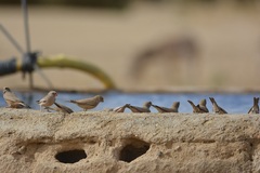 Bucanetes githagineus