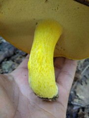 Boletus auripes