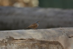 Emberiza sahari