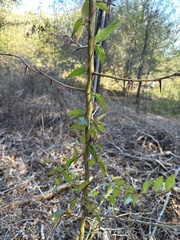 Gelsemium sempervirens