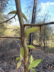Gelsemium sempervirens